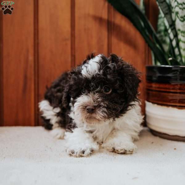 Baxter, Havanese Puppy