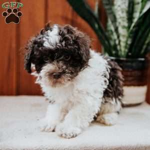 Baxter, Havanese Puppy