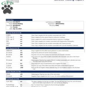 Brenda, French Bulldog Puppy