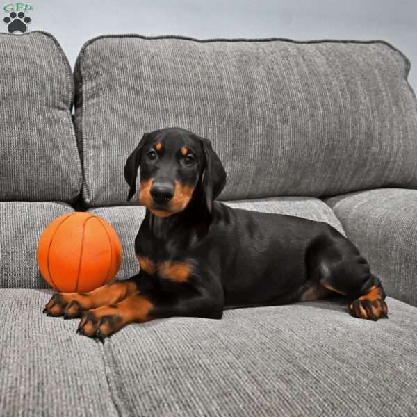 Benji, Doberman Pinscher Puppy