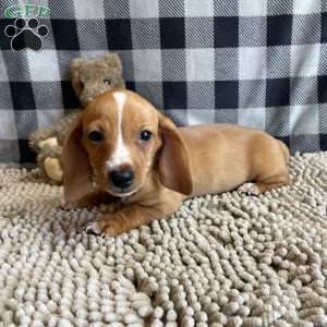 Benny, Dachshund Puppy