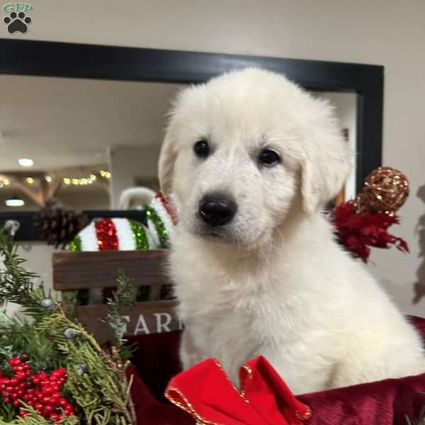 Blitzen, Great Pyrenees Puppy