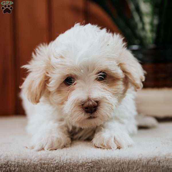Bubbles, Havanese Puppy
