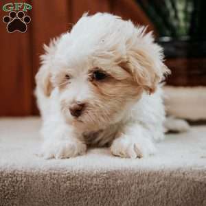 Bubbles, Havanese Puppy