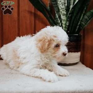 Bubbles, Havanese Puppy