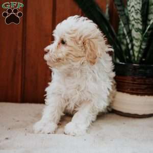 Bubbles, Havanese Puppy