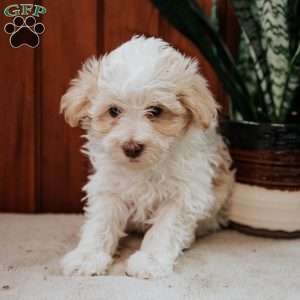 Bubbles, Havanese Puppy