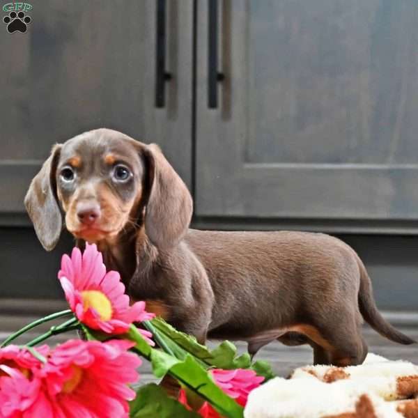 Buttercup, Dachshund Puppy