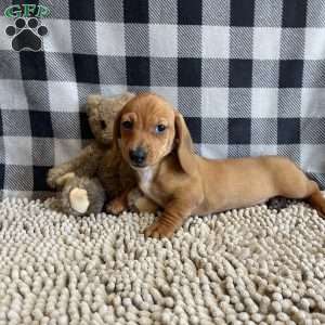 Buster, Dachshund Puppy