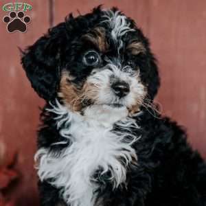 Callie, Mini Bernedoodle Puppy