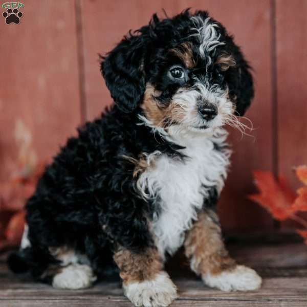 Callie, Mini Bernedoodle Puppy