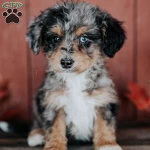 Cameron, Mini Bernedoodle Puppy