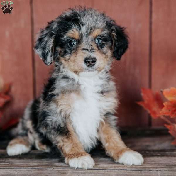 Cameron, Mini Bernedoodle Puppy