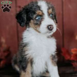 Chief, Mini Bernedoodle Puppy