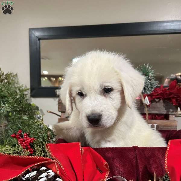Comet, Great Pyrenees Puppy