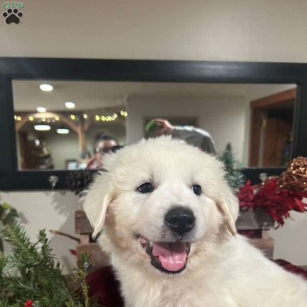 Cupid, Great Pyrenees Puppy