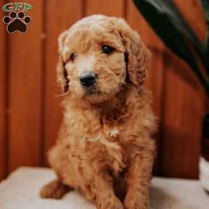Daisy, Mini Goldendoodle Puppy