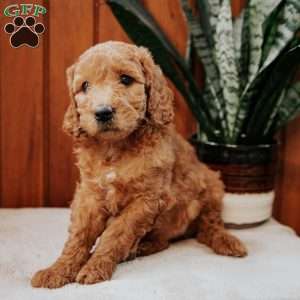 Daisy, Mini Goldendoodle Puppy