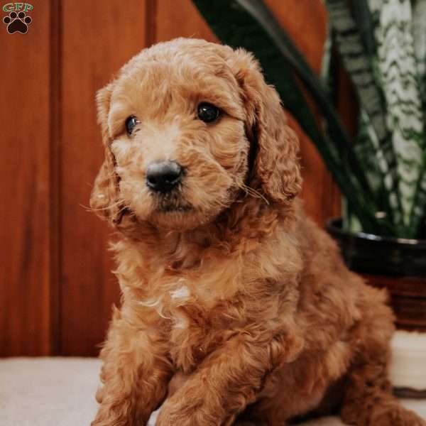 Daisy, Mini Goldendoodle Puppy