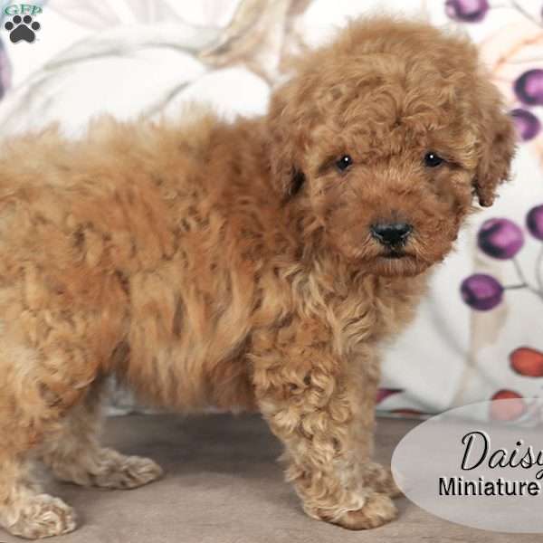 Daisy, Miniature Poodle Puppy