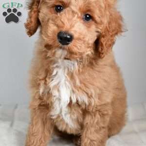 dallas, Cockapoo Puppy