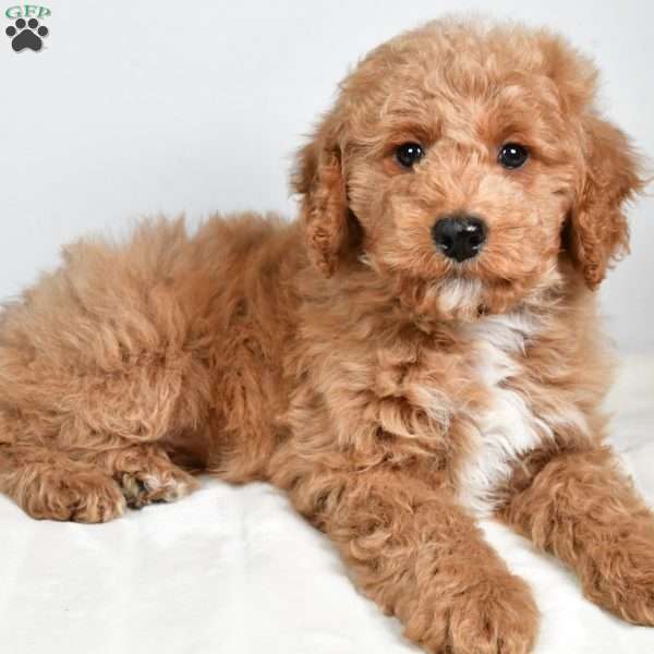dallas, Cockapoo Puppy