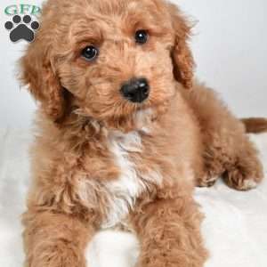 dallas, Cockapoo Puppy