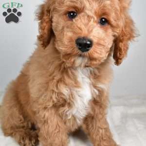 dallas, Cockapoo Puppy