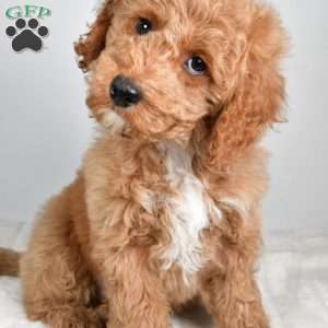dallas, Cockapoo Puppy