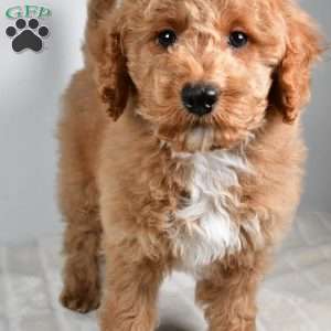 dallas, Cockapoo Puppy