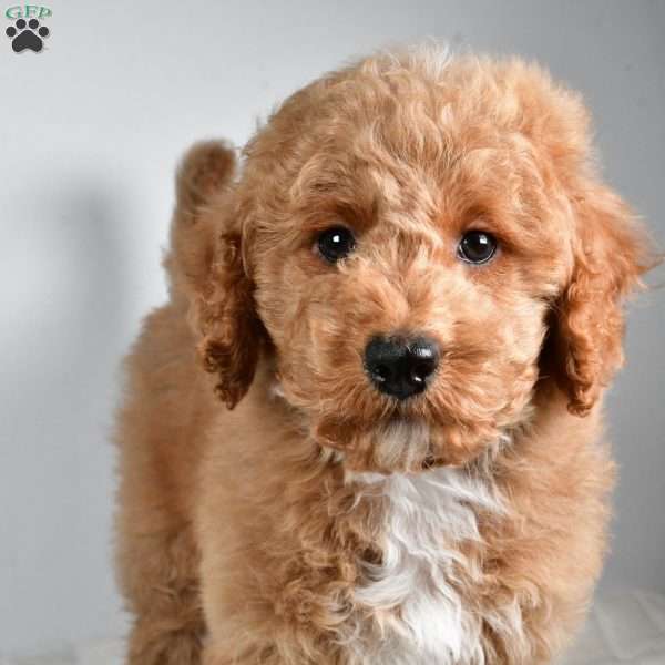 dallas, Cockapoo Puppy