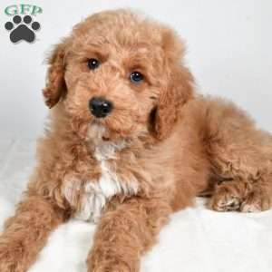 dallas, Cockapoo Puppy