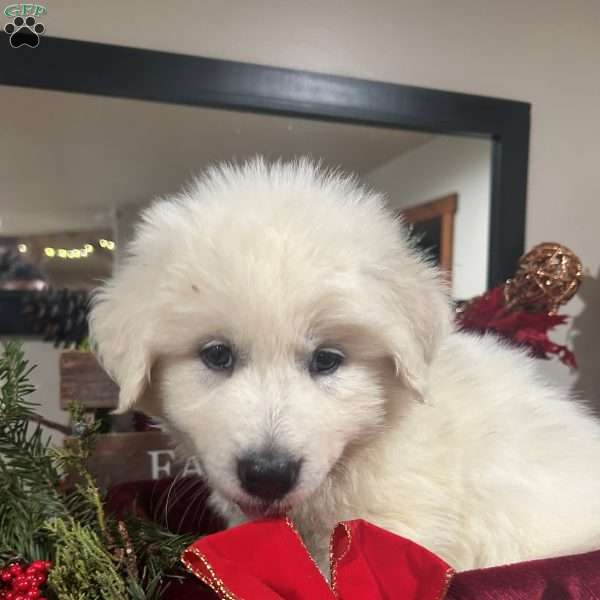 Dancer, Great Pyrenees Puppy