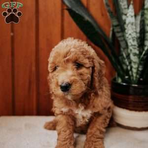 Danny, Mini Goldendoodle Puppy