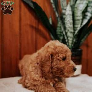 Danny, Mini Goldendoodle Puppy
