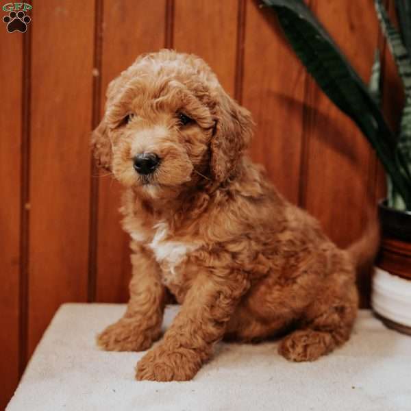 Danny, Mini Goldendoodle Puppy