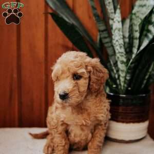 Darling, Mini Goldendoodle Puppy