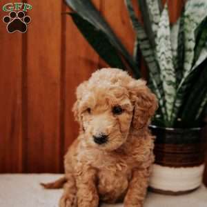 Darling, Mini Goldendoodle Puppy