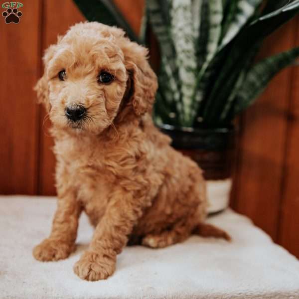 Darling, Mini Goldendoodle Puppy