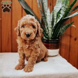 Davy, Mini Goldendoodle Puppy