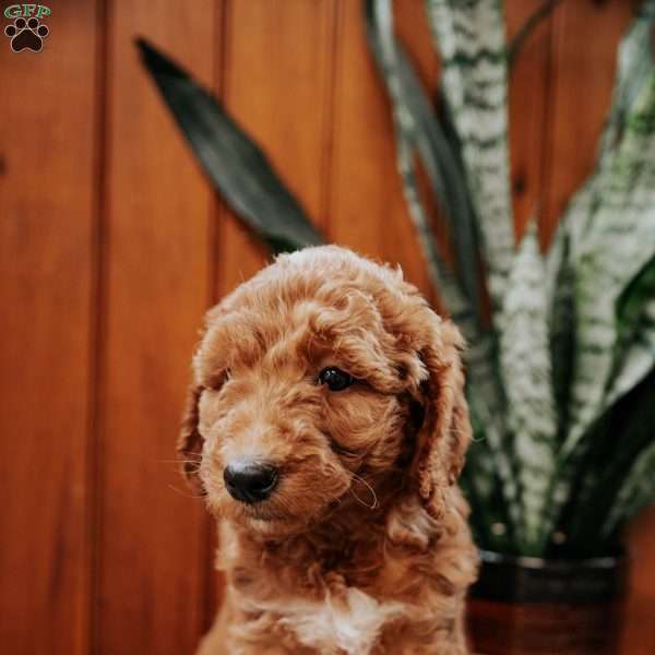 Debby, Mini Goldendoodle Puppy