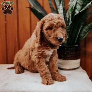 Debby, Mini Goldendoodle Puppy