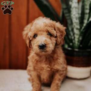 Delmar, Mini Goldendoodle Puppy