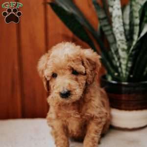 Delmar, Mini Goldendoodle Puppy