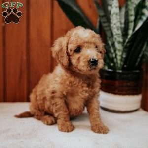 Delmar, Mini Goldendoodle Puppy