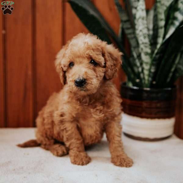 Delmar, Mini Goldendoodle Puppy