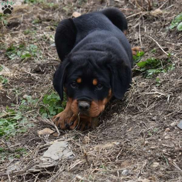 Denali, Rottweiler Puppy