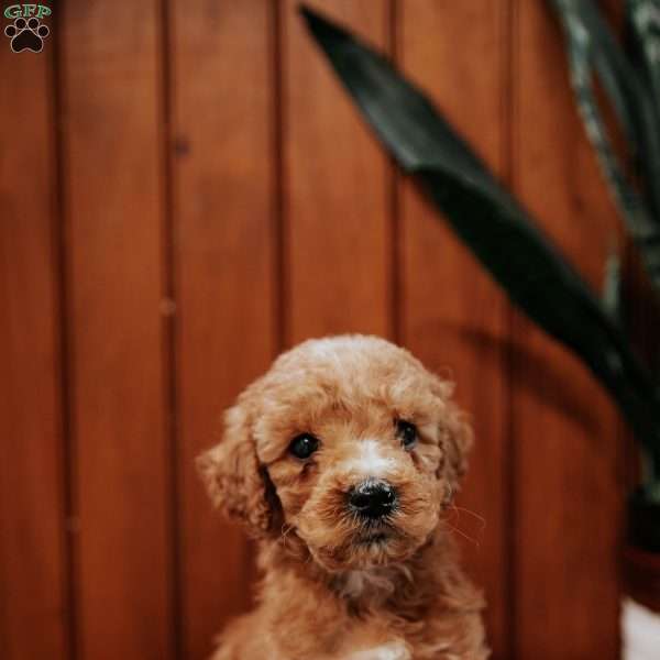Donny, Mini Goldendoodle Puppy