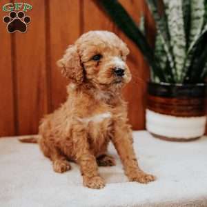Donny, Mini Goldendoodle Puppy