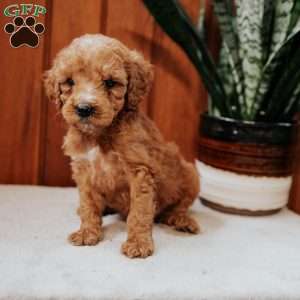 Donny, Mini Goldendoodle Puppy